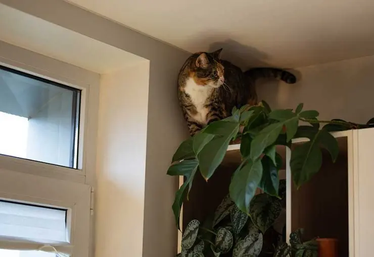 A calico cat perches dangerously high on top of a cabinet near plants and an open window indoors.