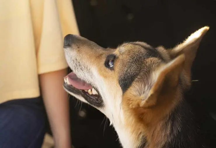 An anxious senior Corgi dog looks up at its owner, illustrating why aging pets experience pacing and nighttime restlessness.