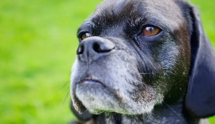 : Senior dog with dark fur, a graying muzzle, amber-brown eyes, and floppy ears looking upward outdoors.