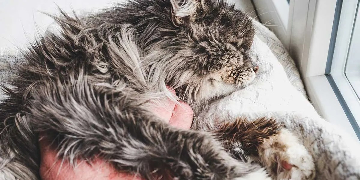 Fluffy long-haired cat sleeping on a cushion with unkempt, greasy fur, illustrating potential underlying feline grooming or health issues.