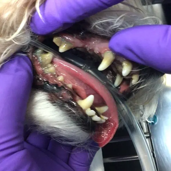 Close-up of a dog’s teeth and gums with visible yellowish-brown tartar and plaque buildup before a dental procedure.