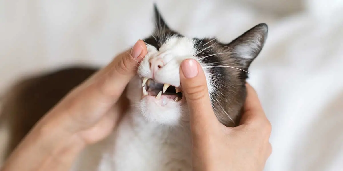 cats teeth are yellow
