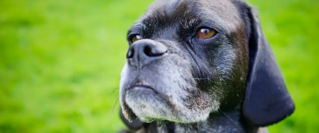 : Senior dog with dark fur, a graying muzzle, amber-brown eyes, and floppy ears looking upward outdoors.