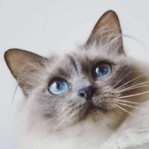 Close-up portrait of a Birman cat with striking blue eyes, soft pointed fur, and long white whiskers.