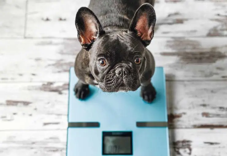 how to help a dog lose weight