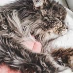 Fluffy long-haired cat sleeping on a cushion with unkempt, greasy fur, illustrating potential underlying feline grooming or health issues.