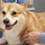 A veterinarian administers a routine vaccine to a happy Corgi dog while an assistant securely holds it during examination.