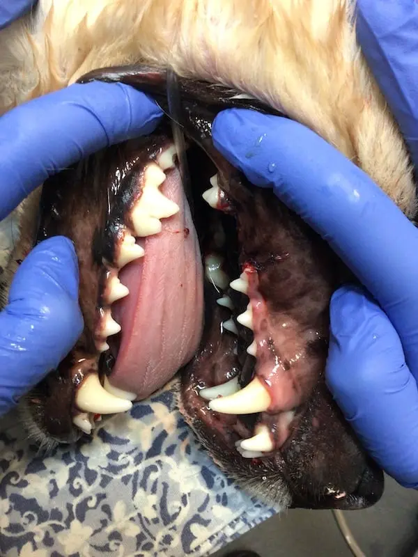 Close-up of a dog’s teeth and gums following professional dental treatment in New York City.