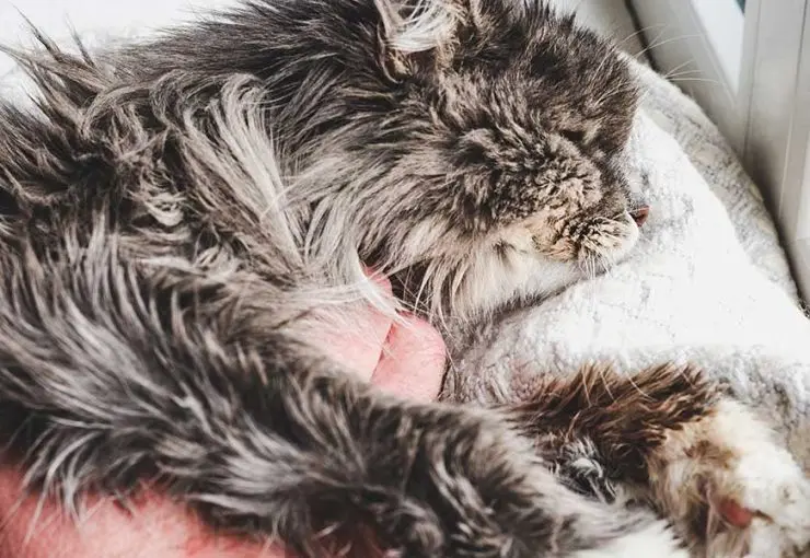 Fluffy long-haired cat sleeping on a cushion with unkempt, greasy fur, illustrating potential underlying feline grooming or health issues.