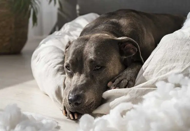 lethargy in dogs