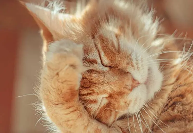 cat shaking head