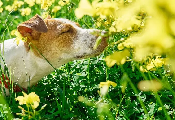 dog pollen allergy symptoms