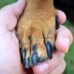 Person holding a dog's paw to inspect long black claws, illustrating first aid steps when a dog breaks a nail.