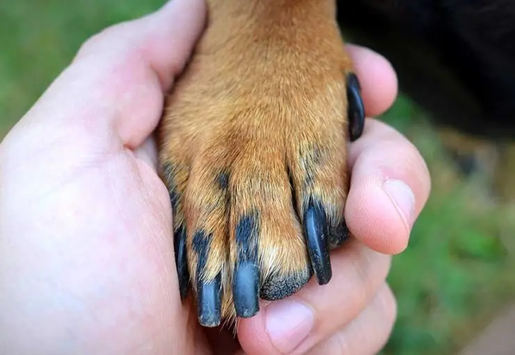 Person holding a dog's paw to inspect long black claws, illustrating first aid steps when a dog breaks a nail.