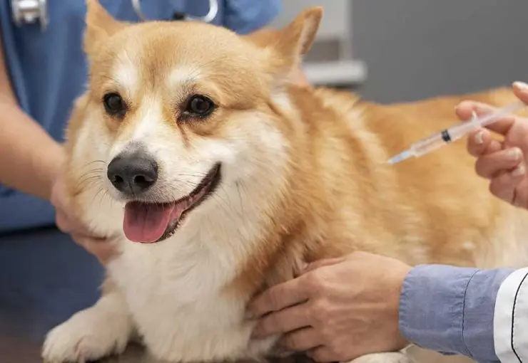 A veterinarian administers a routine vaccine to a happy Corgi dog while an assistant securely holds it during examination.