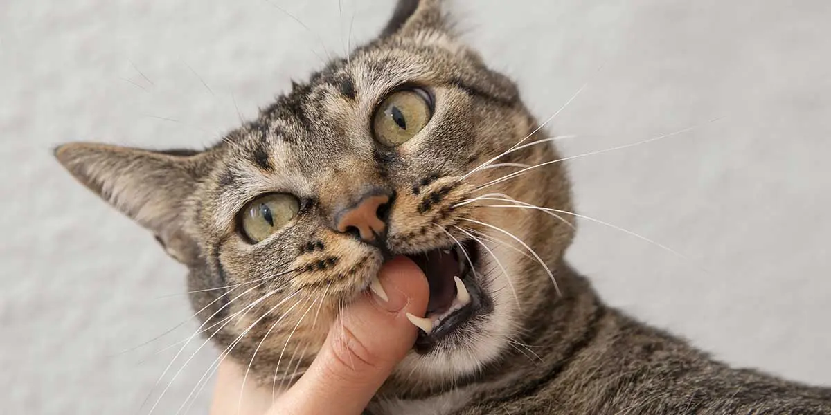 what to do when a cat loses a fang tooth