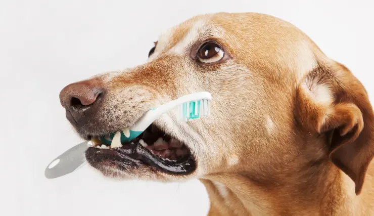 Light brown dog holding a toothbrush in its mouth, illustrating post-operative dental care for dogs.