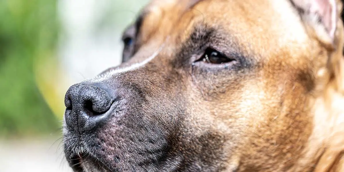 dogs nose dry and cracked