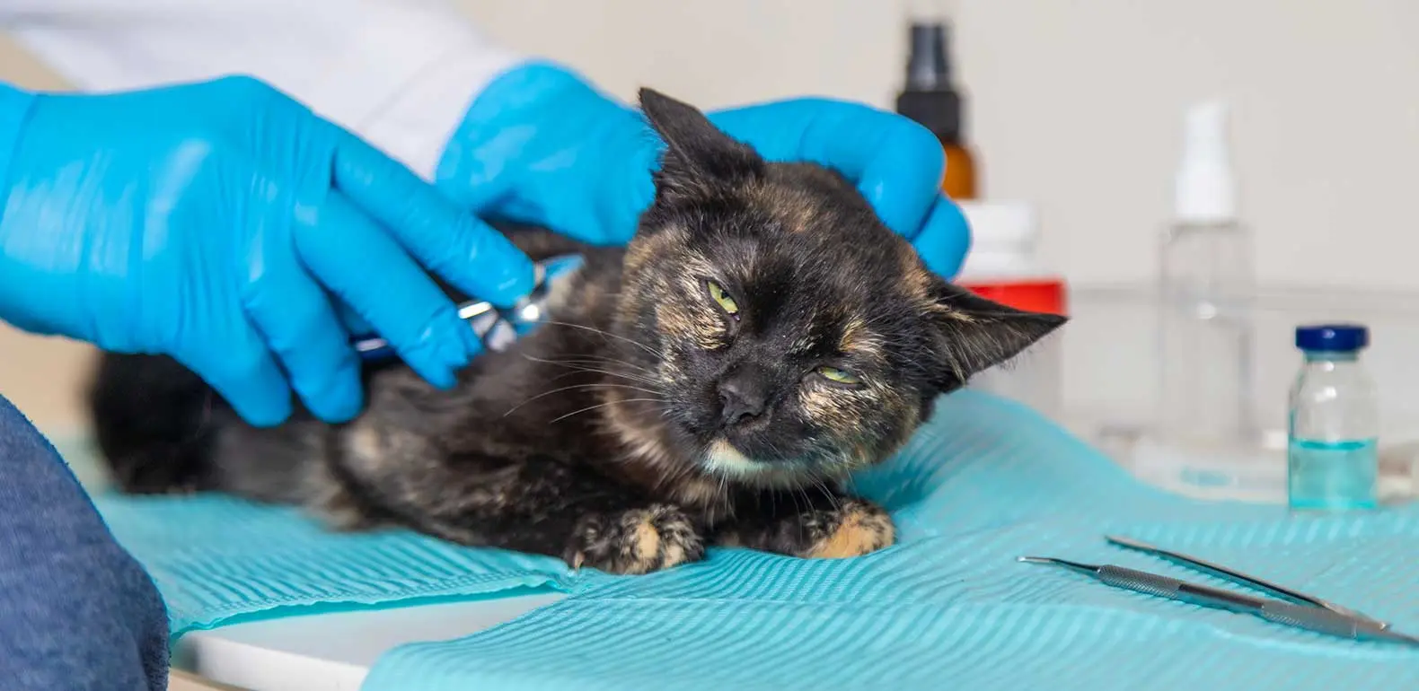 signs of ringworm in cats