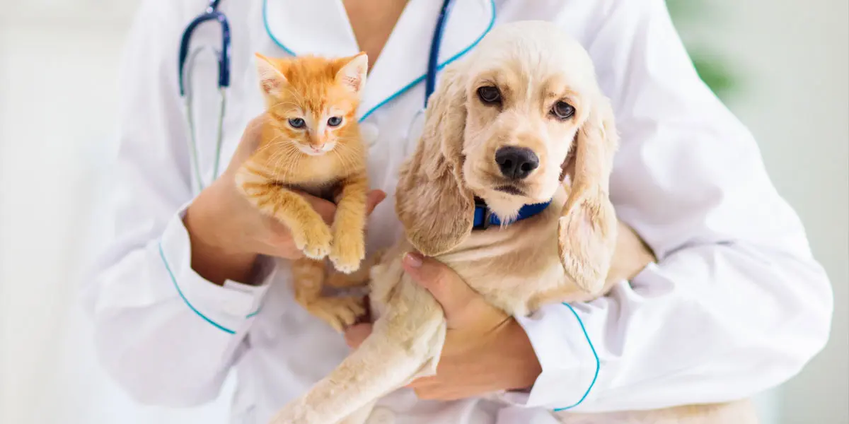 preventive care for pets