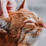 A hand gently holds back the ear of an orange cat to inspect it closely for mites or infection.
