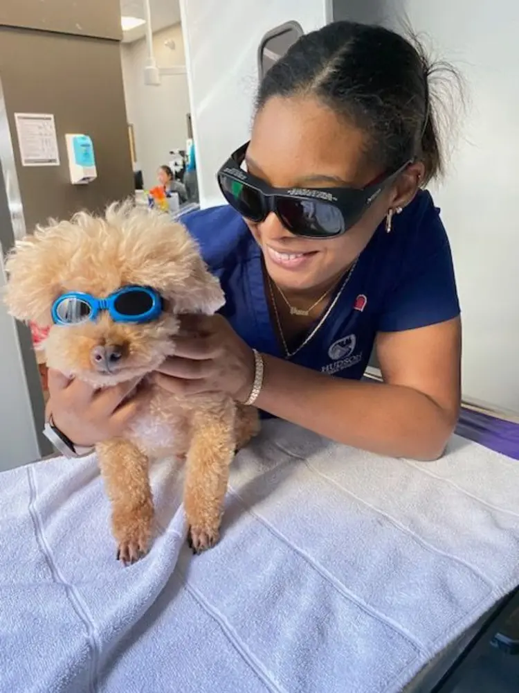 A small dog receives cold laser therapy from a veterinary professional while both wear protective eye goggles.