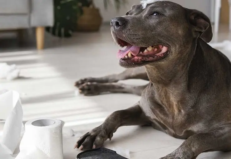 A brown dog lies on the floor surrounded by shredded toilet paper and pieces of a destroyed household object.