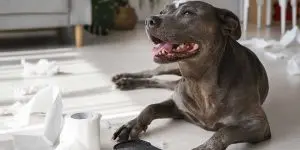 What Happens if a Dog Eats a Foreign Object?