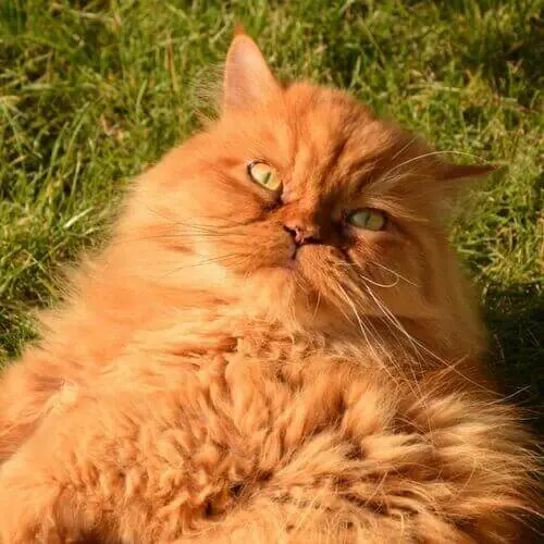 : Long-haired orange Persian cat with a distinctive flat face lying comfortably on grass in the sunlight.