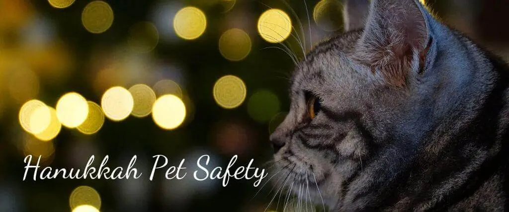 6 Tips for Hanukkah Pet Safety