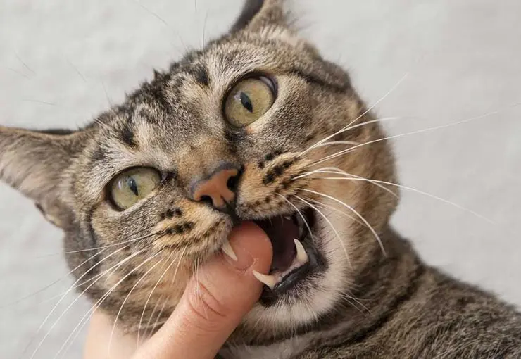 what to do when a cat loses a fang tooth