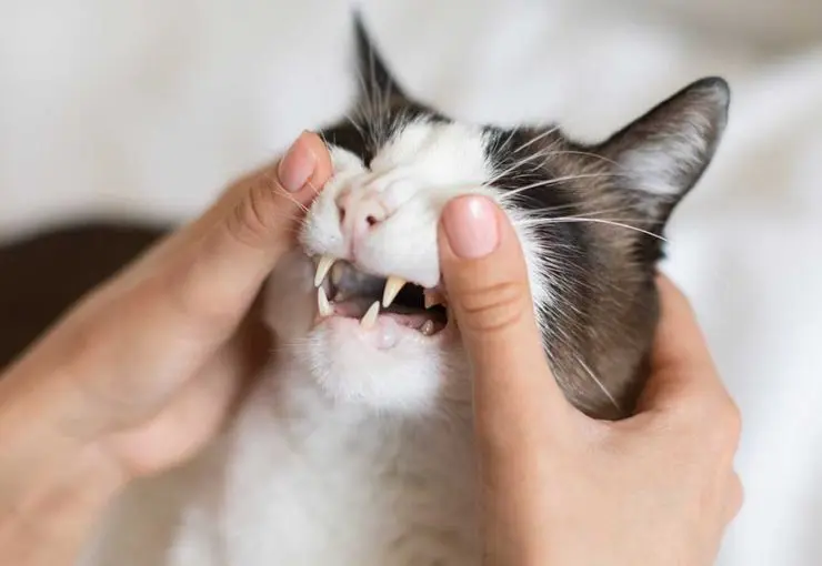 cats teeth are yellow