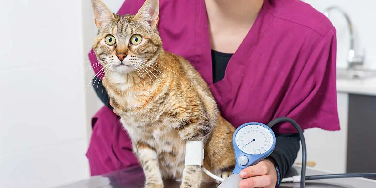 A veterinary professional checks a tabby cat's blood pressure using a blood pressure cuff attached to its front leg.