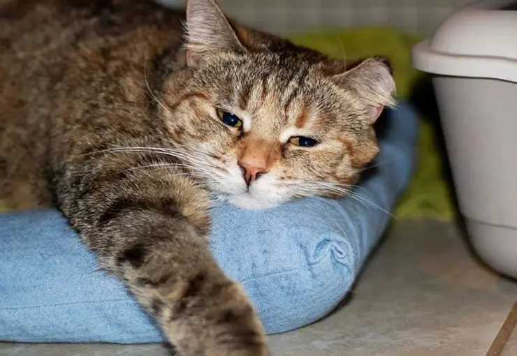 cat is constipated