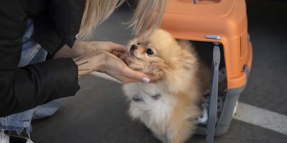 A owner gently places a small Pomeranian into an orange travel crate, following health and safety rules for NYC dog boarding.