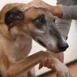 A owner gently comforts a senior dog by holding its front paw and petting its head to soothe joint discomfort.