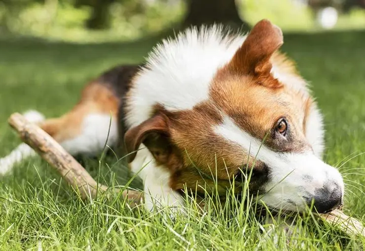 why is my dog shaking​