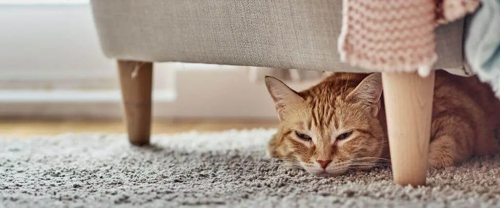 Orange tabby cat hiding underneath furniture, illustrating how cats in pain may conceal themselves.