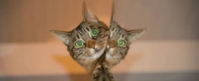 Stylized close-up of a tabby cat with green eyes illustrating the experience of moving with cats.