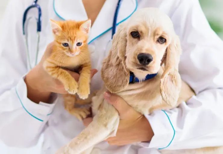 preventive care for pets