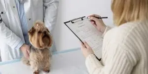 What To Expect During Your Pet’s First Wellness Exam