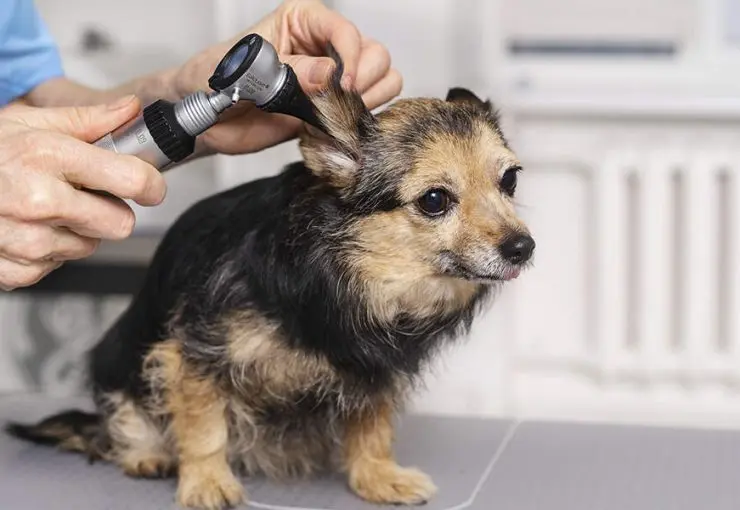 pet ear mites