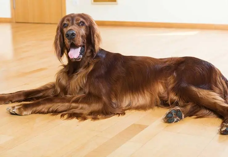A large, long-haired Irish Setter dog rests comfortably on a light wooden floor, representing essential large breed pet care.