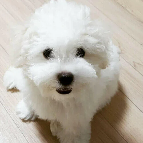 Bichon&nbsp;Frise