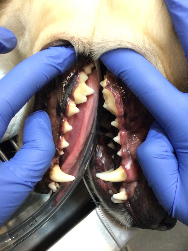 Close-up of a dog’s teeth and gums showing plaque and tartar buildup before dental treatment and tooth extraction.
