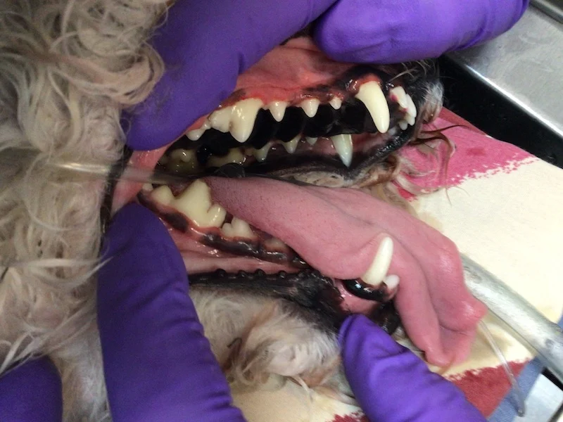 Close-up of a dog’s teeth and gums following professional dental care at Hudson Animal Hospital in New York City.
