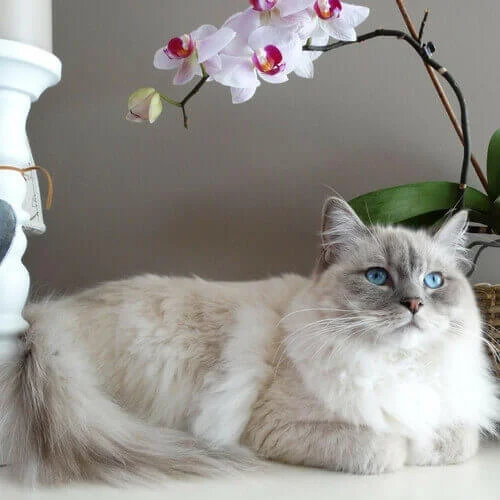 Fluffy Ragdoll cat with bright blue eyes lying beneath a blooming white and pink orchid.