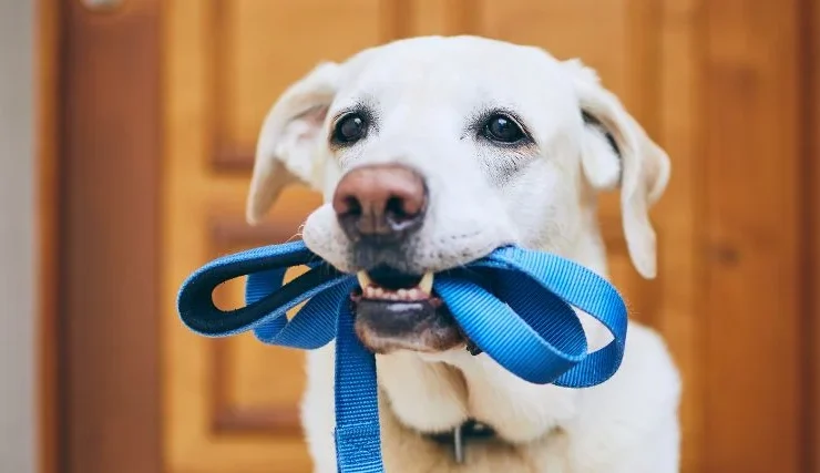 Cheerful dog holding a blue leash in its mouth near a wooden door.