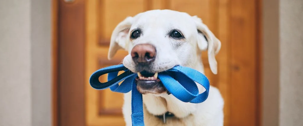 Cheerful dog holding a blue leash in its mouth near a wooden door.
