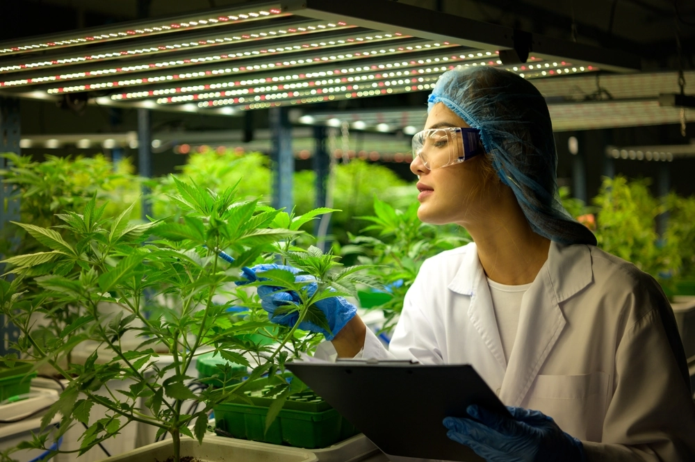 Woman inspecting cannabis plants